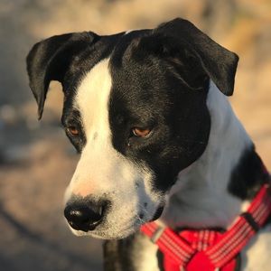 Meet your Posher, Bailey